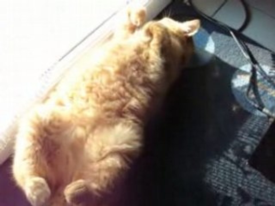 les chats ont la belle vie !!!