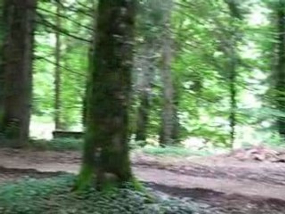 Cabane dans les arbres - bois - forêt