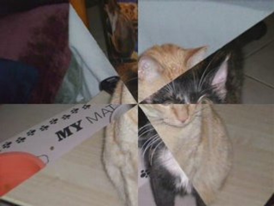 Parisscoot kitty