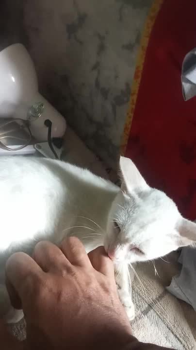 Person Keeps Teasing Adopted Kitten to See Their Reaction