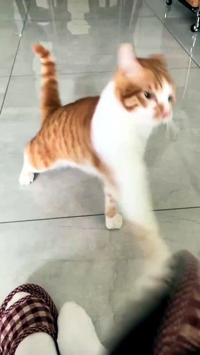 Why You Slap On Me 😸😸😸