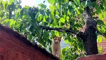 Funny Orange Cat Meowing on the Wall | Cute Cat Moments That Will Make You Smile 😹
