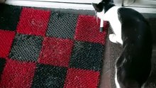 Only one from the cat gang is mine :) #cat #funnycats #catlovers