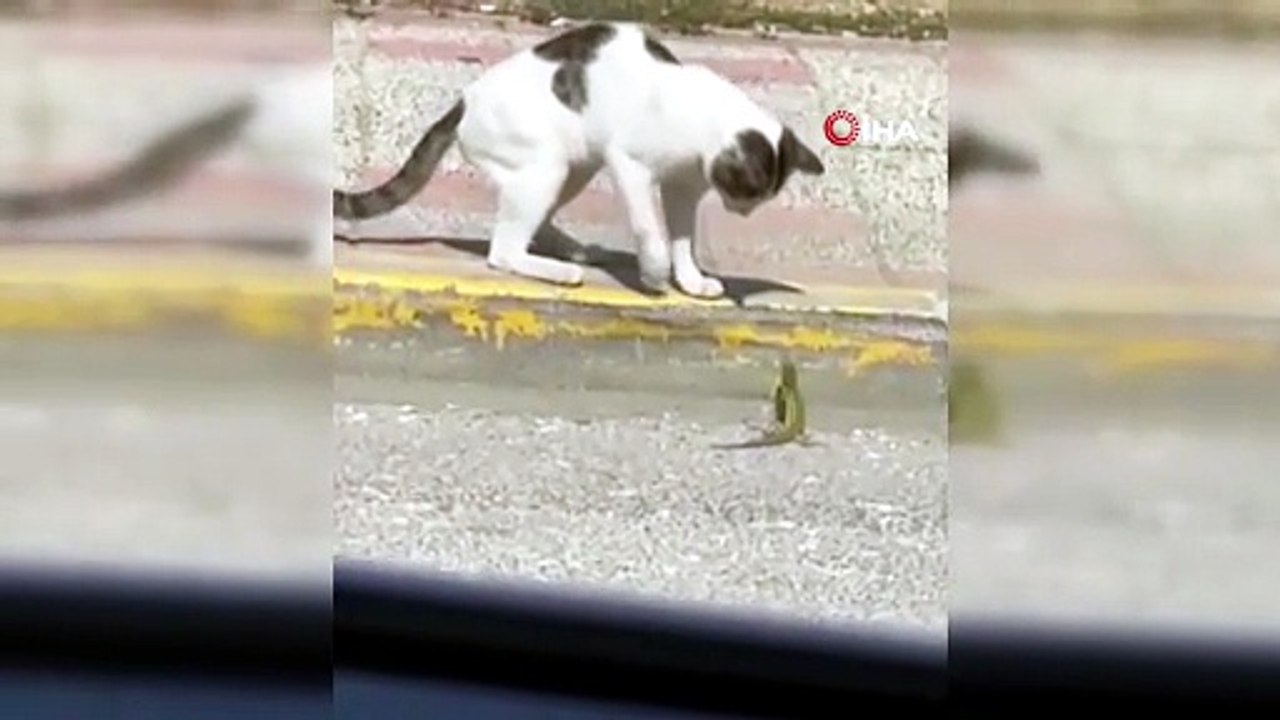 Silivri'de kedi ve kertenkelenin kavgası cep telefonu kamerasında