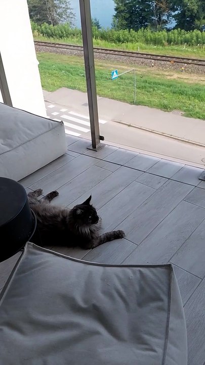 The view makes it all! #cats #funnycats #catlovers #nature