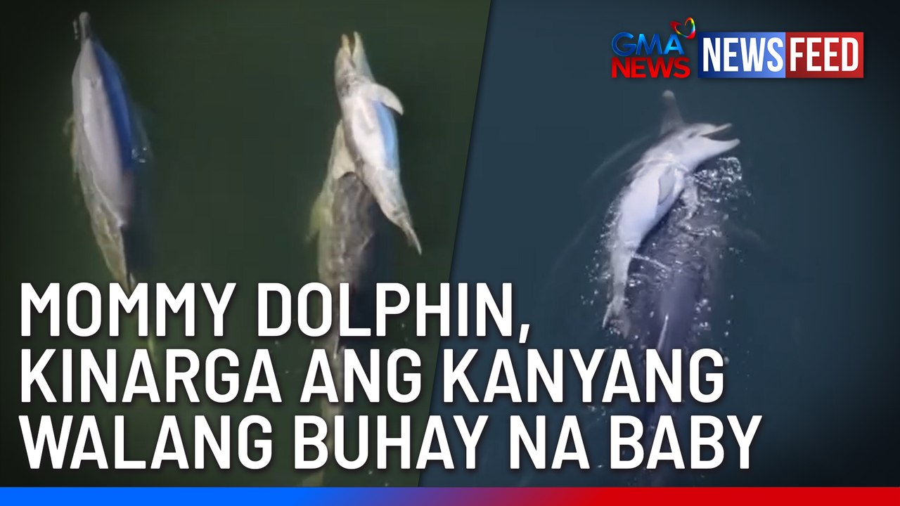 Mommy dolphin carries her lifeless newborn | GMA News Feed