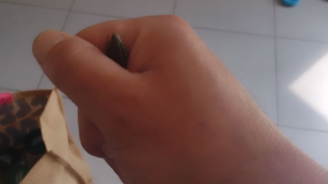 Worm Found In A Room Is Removed By Hand