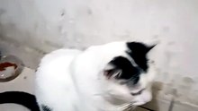 mi amigo el gato comiendo croquetas de las buenas animales y mascotas #shorts