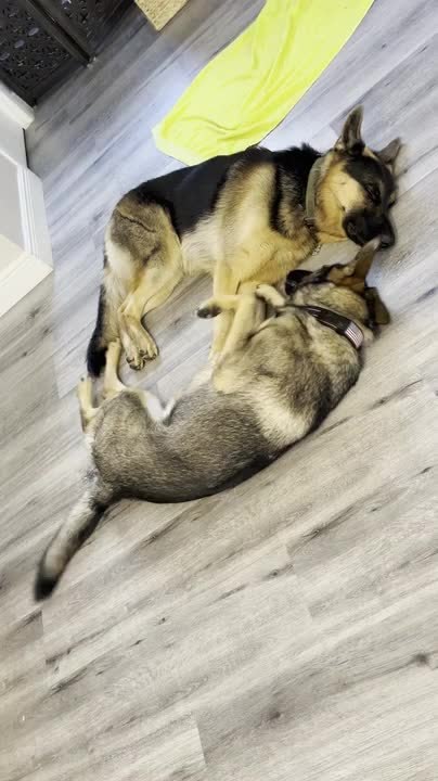 German Shepherd Hugs and Cuddles With Sibling Dog