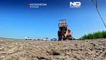 إطلاق نمر آمور نادر في برية كازاخستان