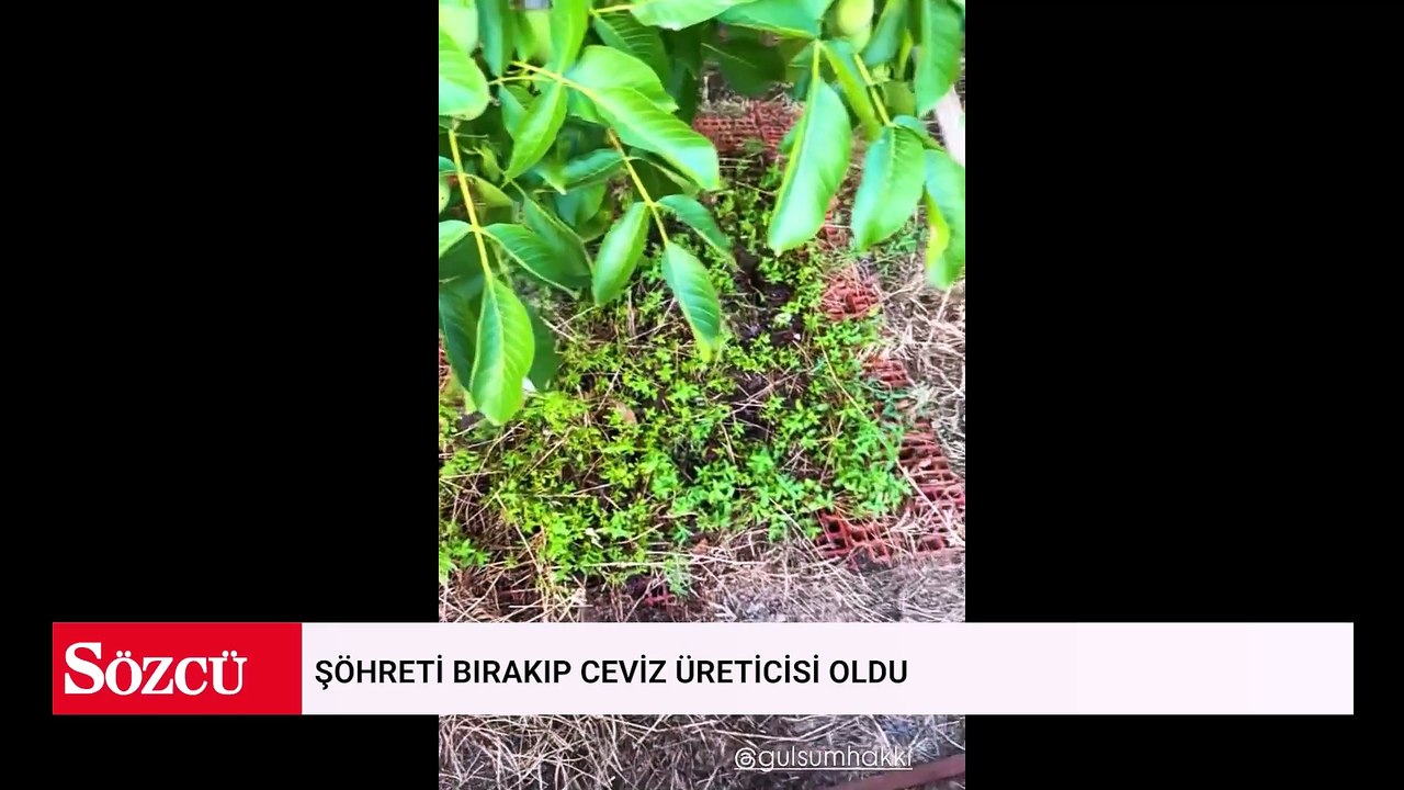 Şöhreti bırakıp ceviz üreticisi oldu
