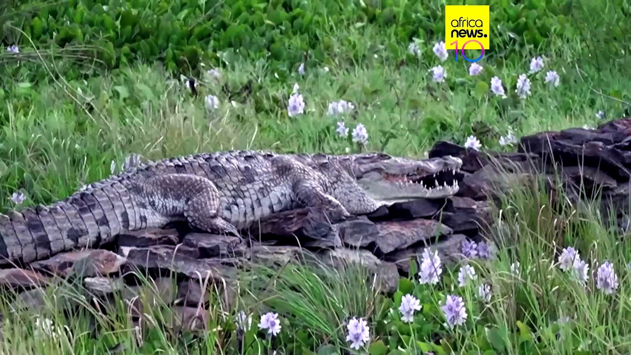 Rising lakes in Kenya force communities to flee as wildlife encounters increase