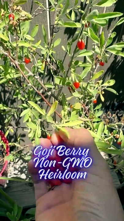 Goji Berry Seeds
