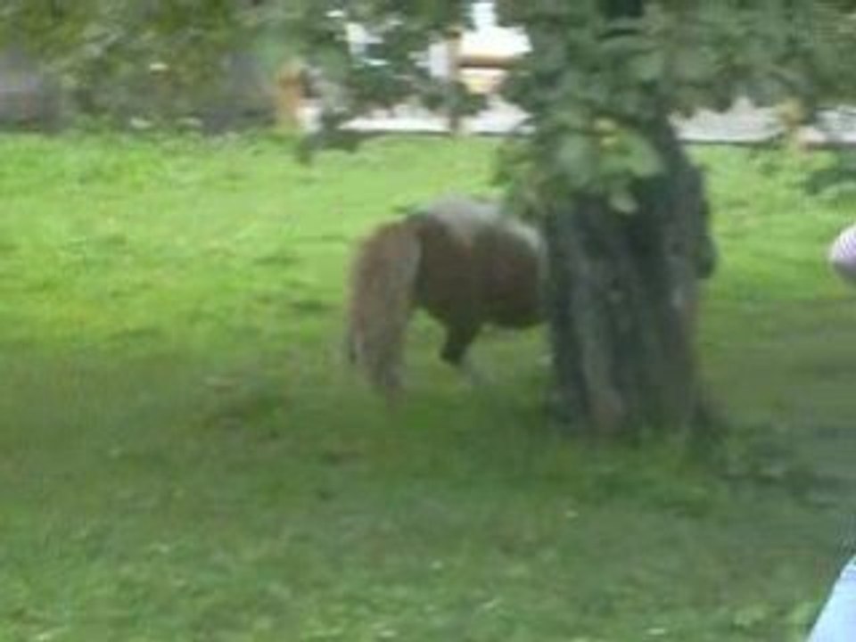 poney
