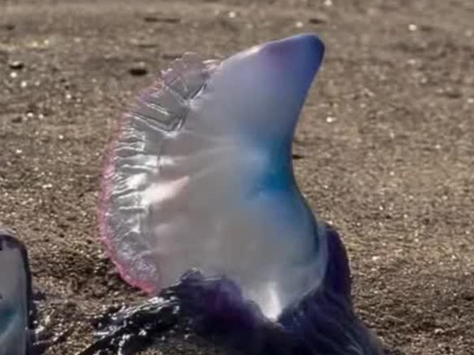 Hochgiftig: Angespülte Quallentiere sorgen für Strandsperrung