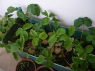 V25- Fin de repas sur mon balcon