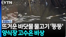 뜨거운 바닷물에 물고기 '둥둥'...양식장 고수온 비상 / YTN
