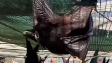 Bats vs Birds – What's the Difference 🦇🕊️