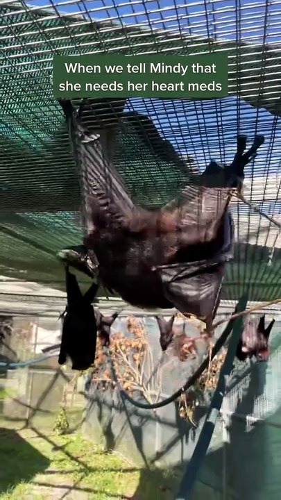 Bats vs Birds – What's the Difference 🦇🕊️