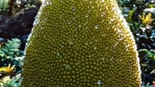 🍈 Hidden Tropical Cottage Inside a Giant Jackfruit 🌴✨ _  #shorts