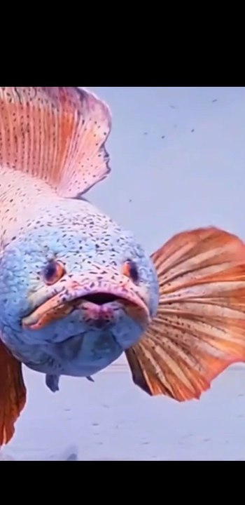 ​POISSON-SERPENT (Channa) : Le prédateur ultime à maintenir en aquarium !