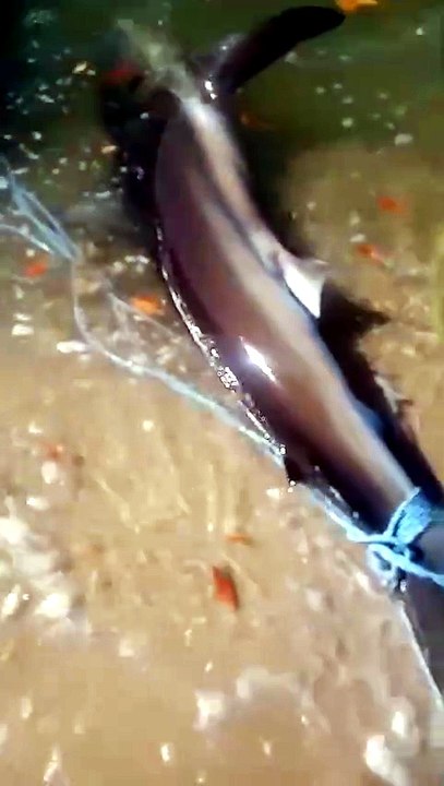 Tubarão capturado em Fortim
