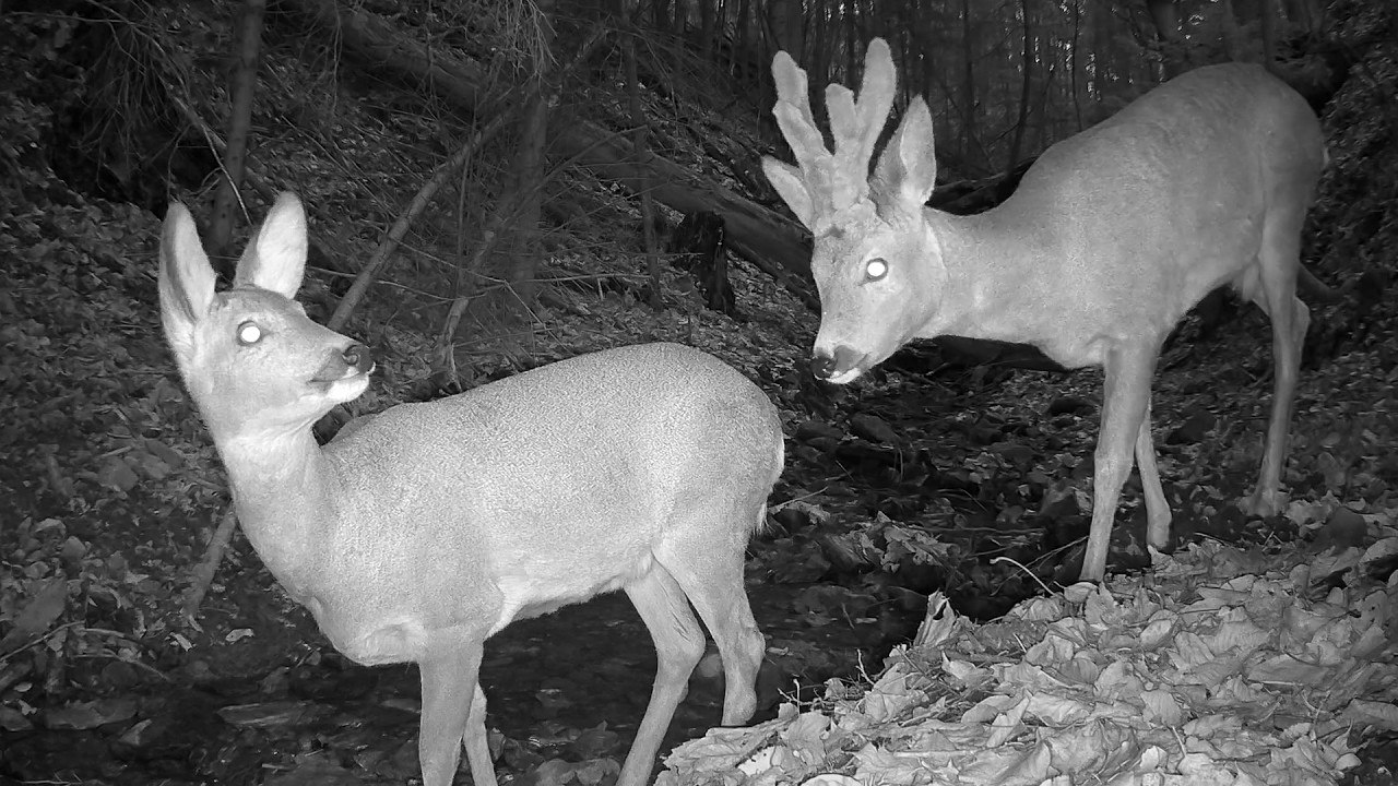 Unexpected Events Caught on Trail Camera by a Wildlife Path