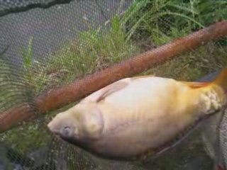 Les étangs de la cressonniere 13 juillet 2008 carpodrome