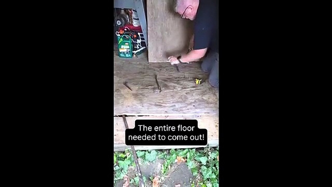 Eight-foot Burmese python which had just feasted on possum found in New Jersey back garden