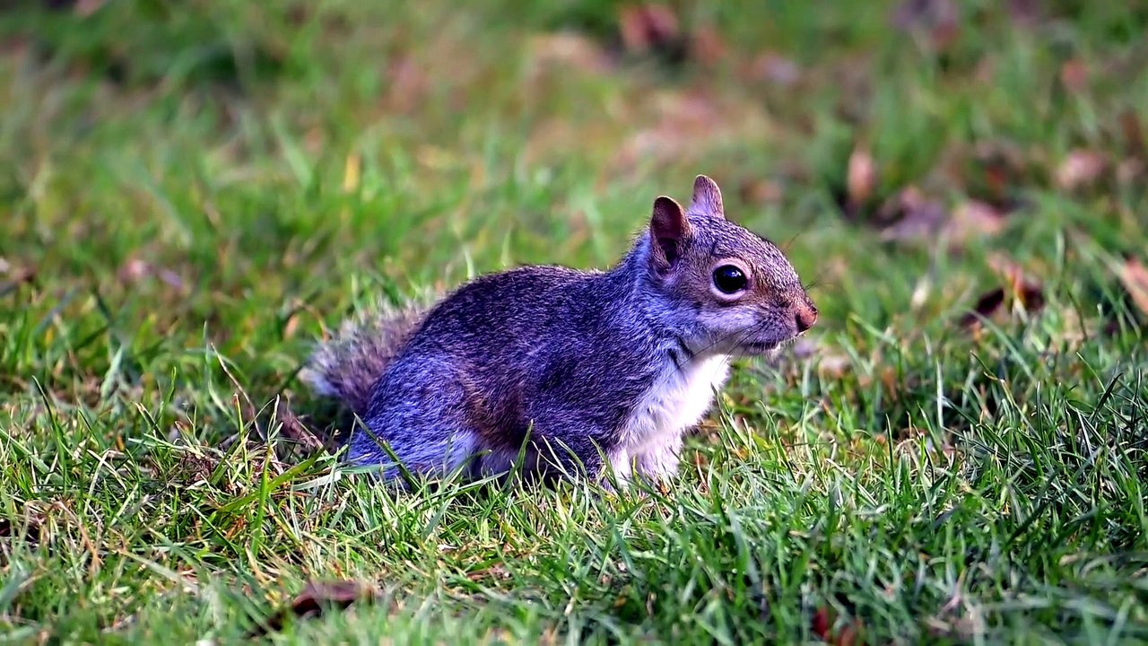 why is my baby squirrel not eating