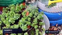 Top 5 Best Watering Cans 2026 - Affordable Solutions for Every Gardener