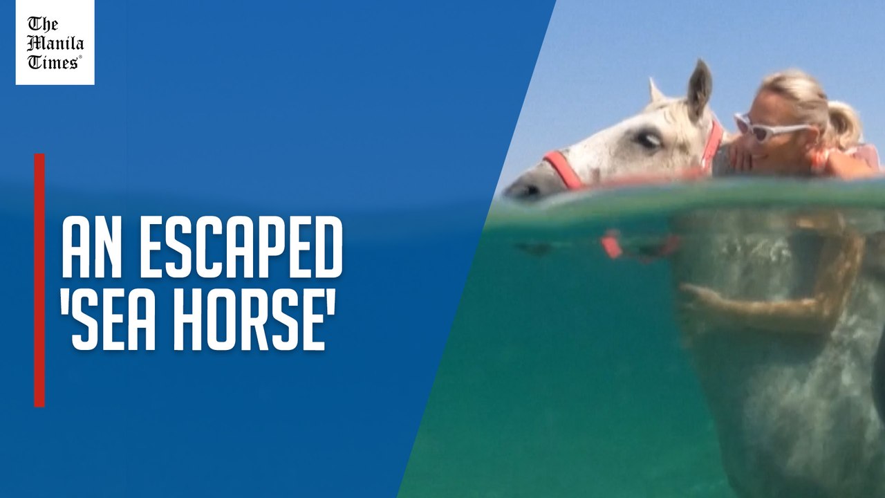 Horses escape the heat in Croatia by swimming in the sea