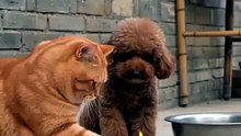 Jab billi khud patakha jalaye to yehi hota hai! Pura prank kharab ho gaya 😂. Agar video achi lagi to like aur follow zaroor karein!  #funny #cats #shorts #pets #rumble