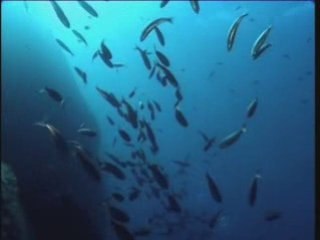 Vers une pêche durable