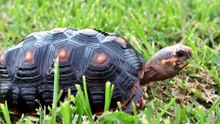 why turtles hate black