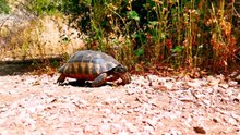 why turtle shell becoming soft