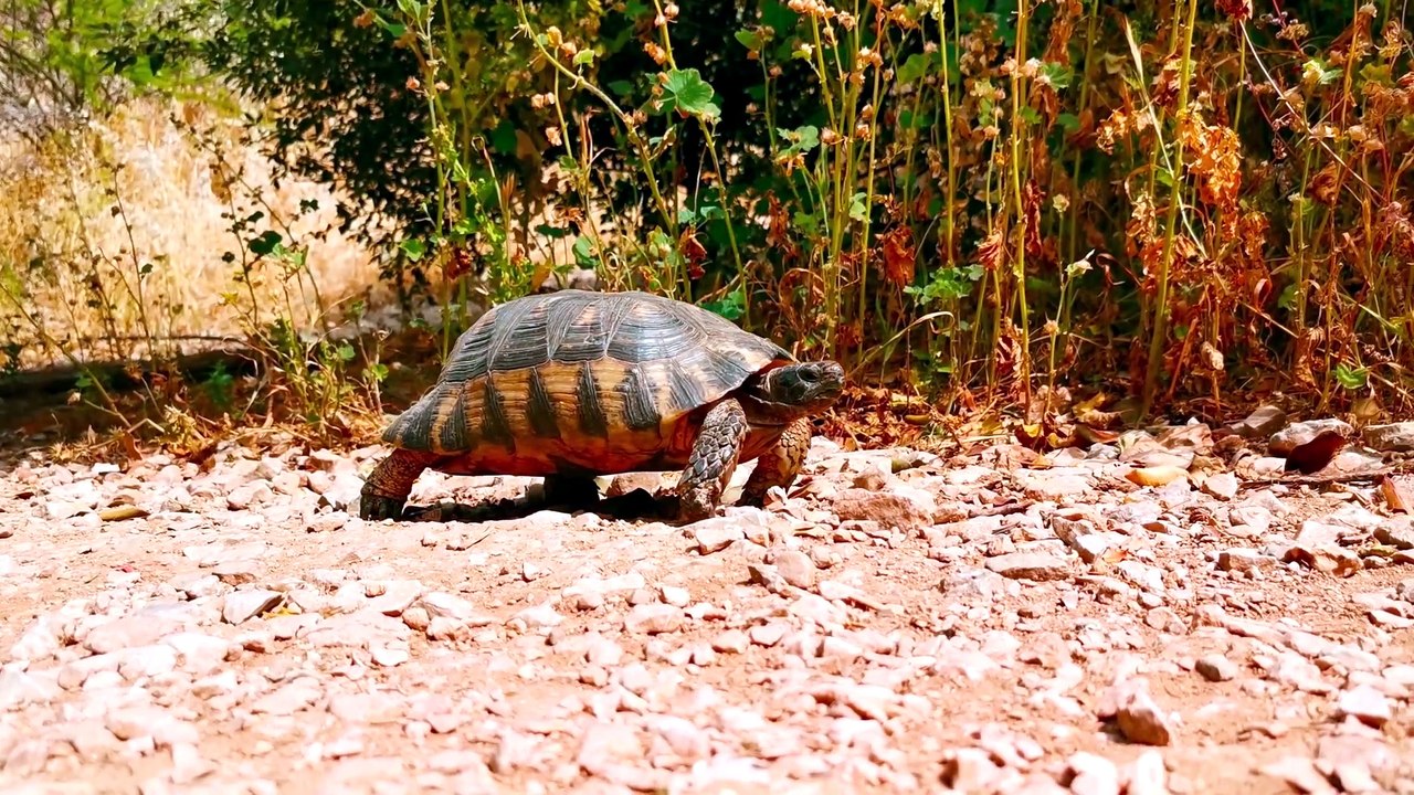 why turtles don't eat