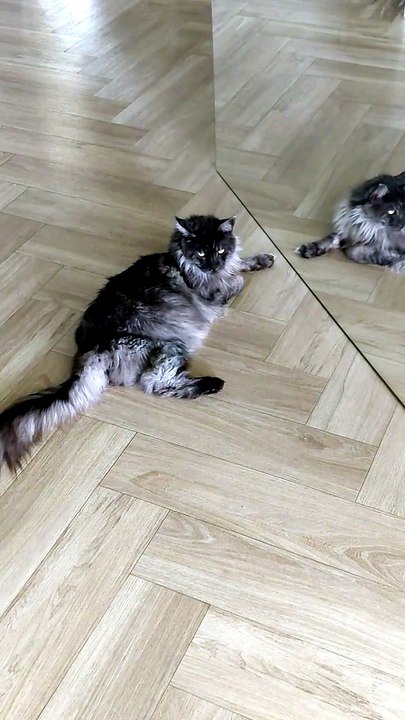 They're feeling the heat too, and they're looking for a cool spot! ☀️❄️🐱 #cats #funnycats #catlovers #summer