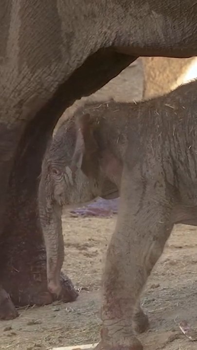 Nace un elefante de Sumatra en el Zoo de Madrid
