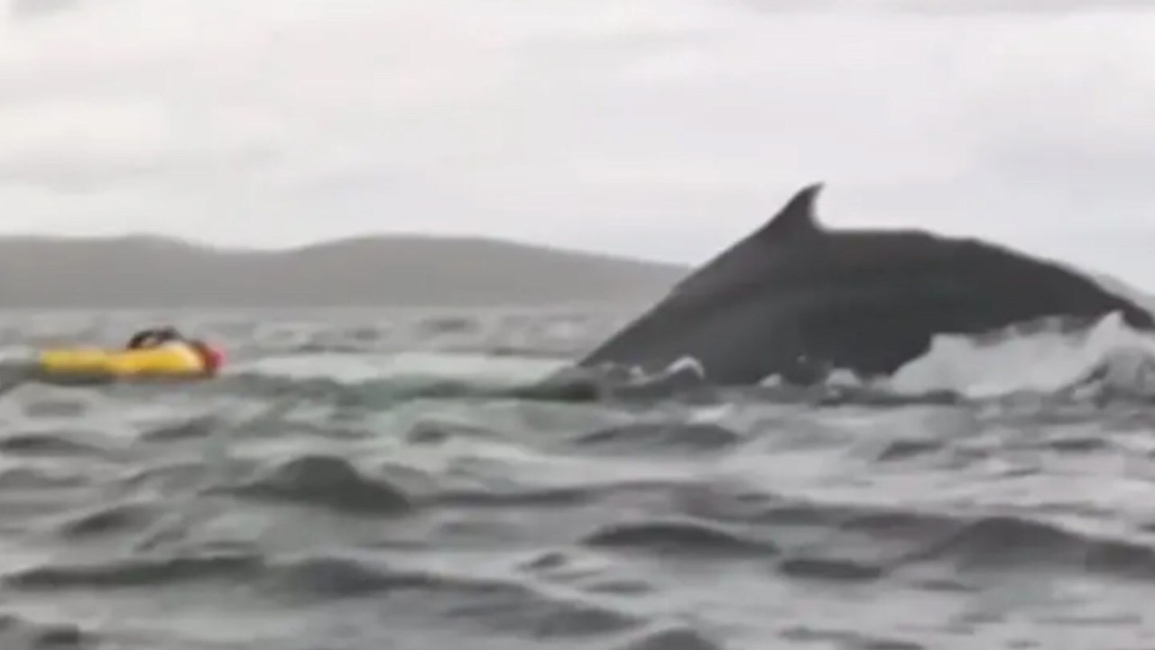 BALLENA ENGULLE PERSONA
