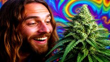 Cannabis