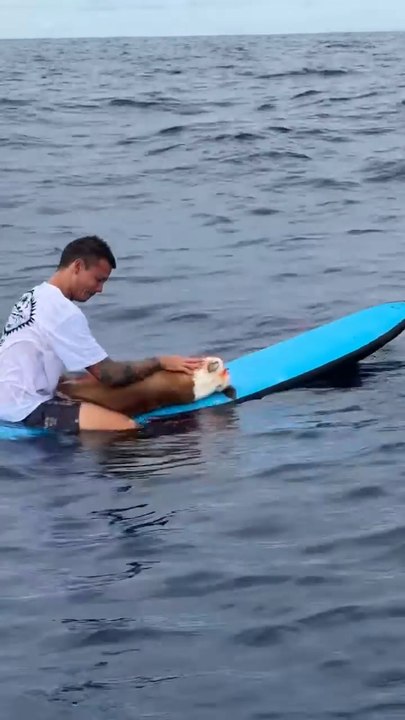 Surfer performs tender ceremony for deceased pet dog