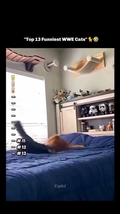 The Best WWE Cats 😸😸😸