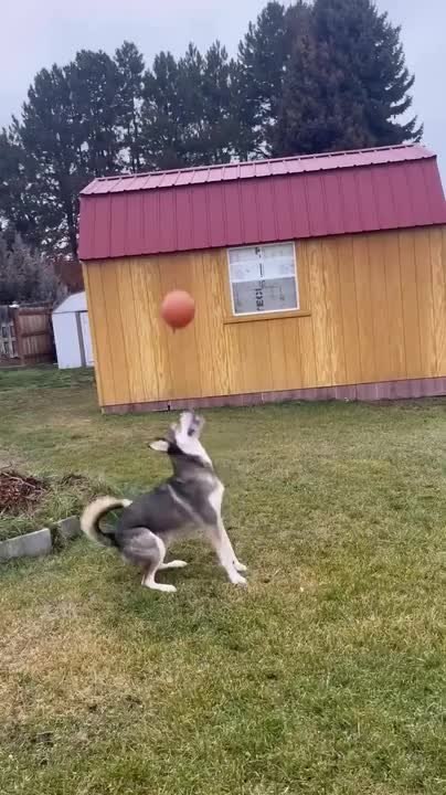 Dog Keeps Balloon Airborne