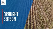 Farmers in Germany feel draught impact