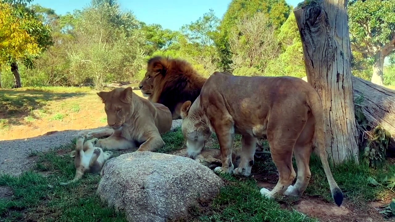 10 Amazing Lion Facts You Didn't Know🦁