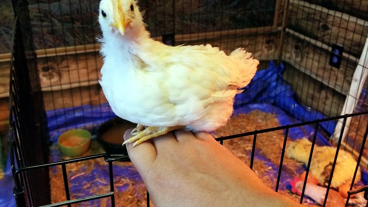 She could absolutely be part of the painting. | #SparklegleamFarm #Chicken #farm #farmanimals #cute