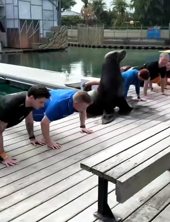 Sea Lion Steals the Show: Adorable Workout with an Impressive, Strong, and Focused Athlete