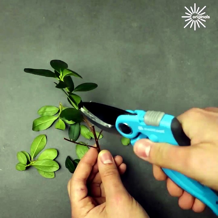 Learn to grow bananas without seed!
