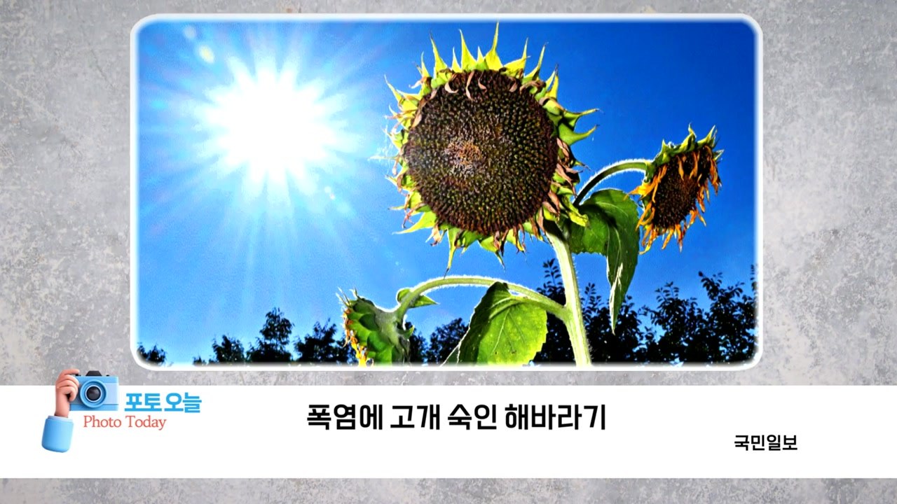 [포토오늘] 폭염에 고개 숙인 해바라기  / YTN